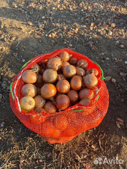 Лук на перо Дайтона Каратал Стардаст Штутгарт