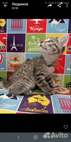 Очаровательные котятки,2мес,ласковые. Отдам