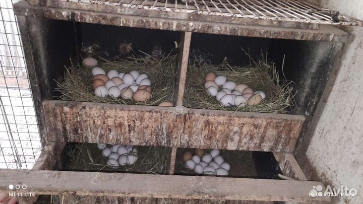 Яйцо куриное