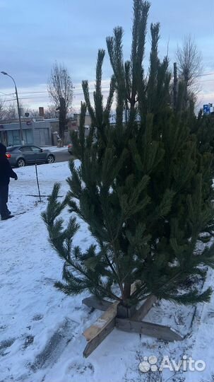 Живые ели и сосны