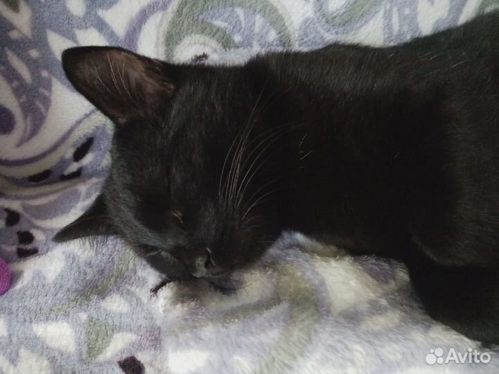 Кот в добрые руки