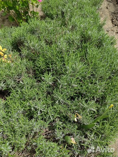 Лаванда тимьян