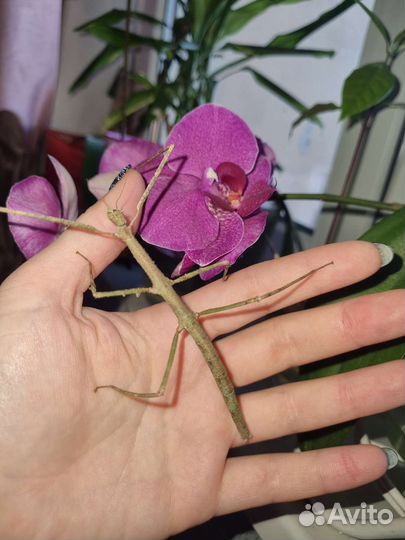 Палочник Аннамский