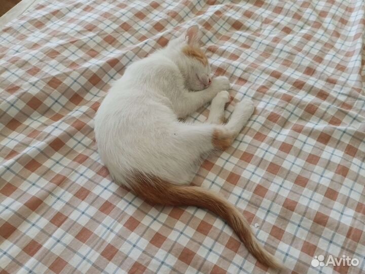 Турецкий ван