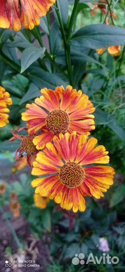 Цветы садовые