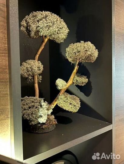 Дерево бонсай