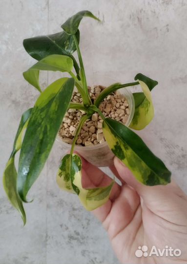 Филодендрон Доместикум Сиам Санрайз