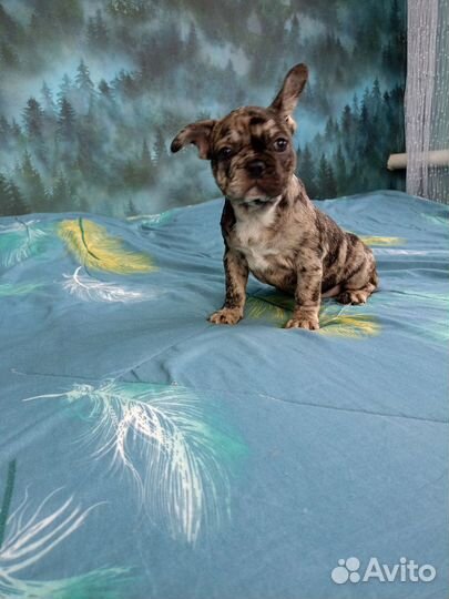 Французский бульдог