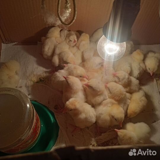 Цыплята бройлеры суточные кобб 500