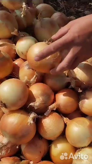 Лук репчатый оптом