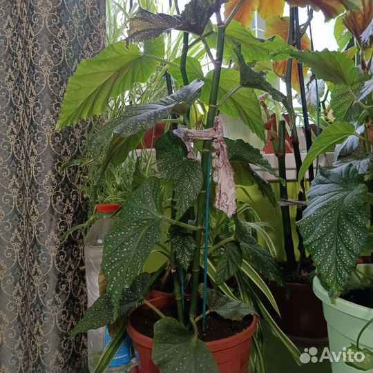 Бегония королевская