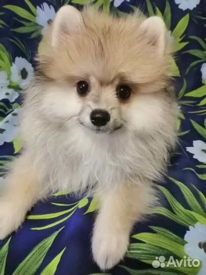 Померанский шпиц