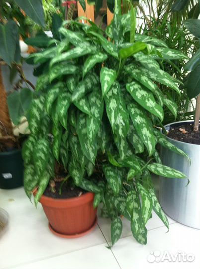 Аглаонема Мария