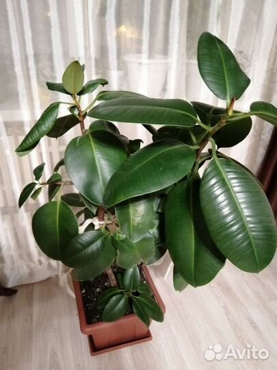 Фикус бенджамина, фикус