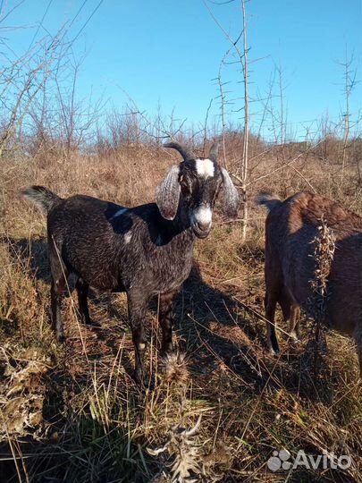 Молоко Козье домашнее