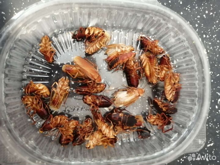 Кормовые насекомые