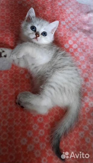 Котёнок британской серебристой шиншиллы