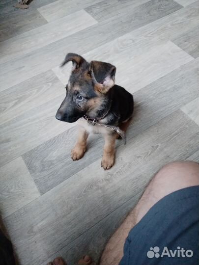 Немецкая овчарка