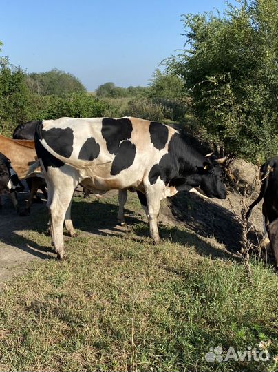 Быки на племя