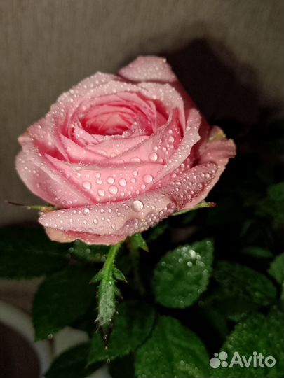 Роза в кашпо