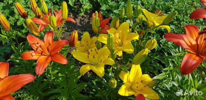 Лилии многолетние зимующие