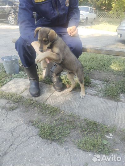 Собака в добрые руки щенок мальчик