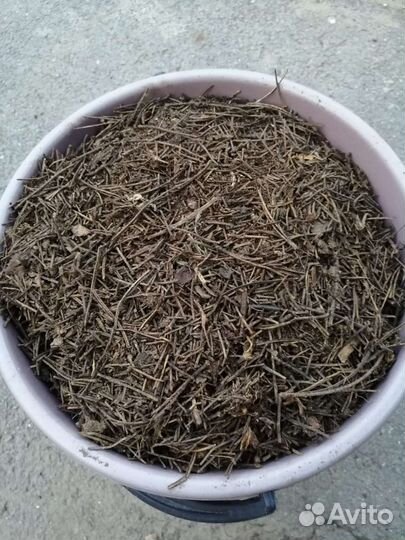 Хвойный перегной, опад