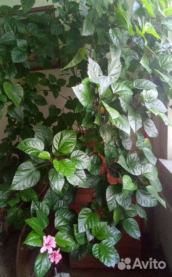 Гибискус, роза китайская