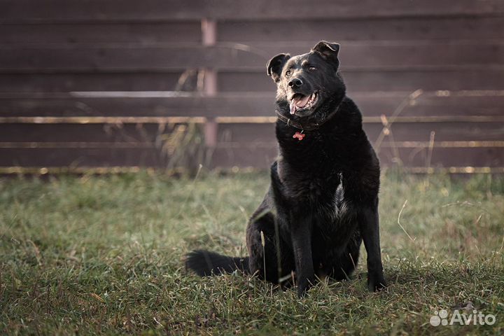 Преданный и ласковый пёс ищет дом