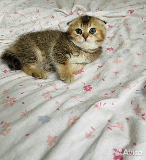 Шотландские котята