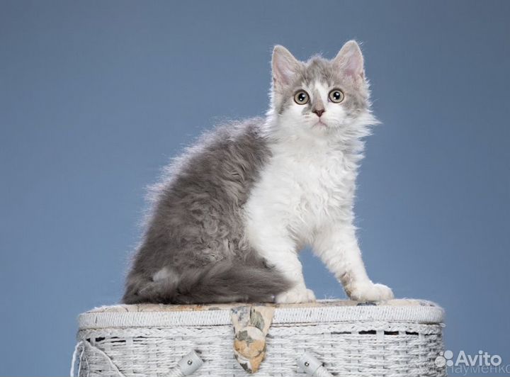 Кудрявые котята