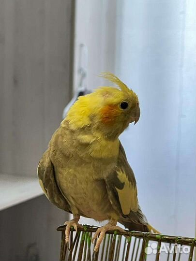 Ручные Попугаи корелла самки и самцы с клеткой
