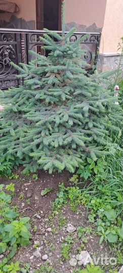 Ель голубая