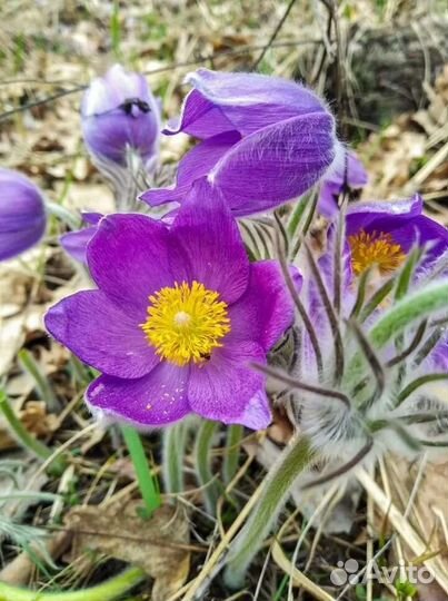 Семена прострела