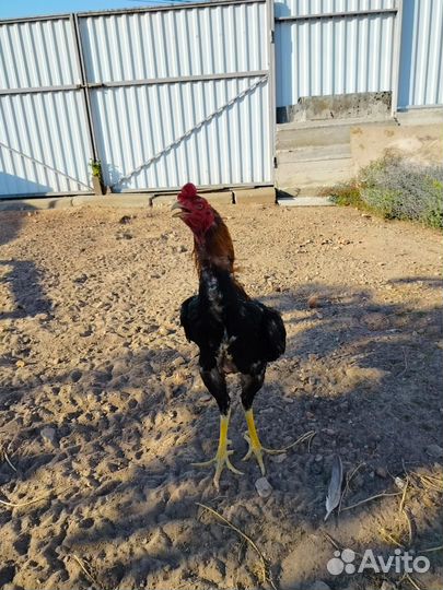 Бойцовая птица