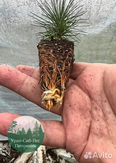 Сеянцы зкс Сосна окс Ель Лиственница Горная