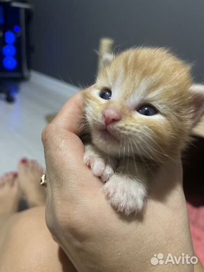 Котята мейкун