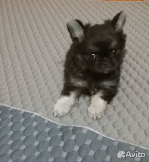 Щенки чихуахуа