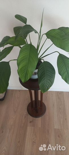 Спатифиллум