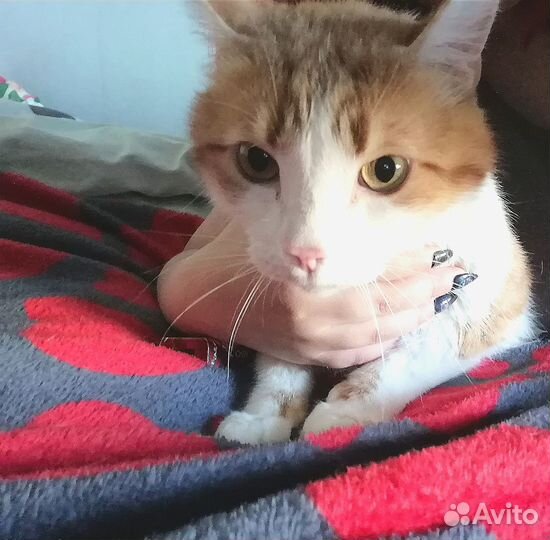 Котик в добрые руки