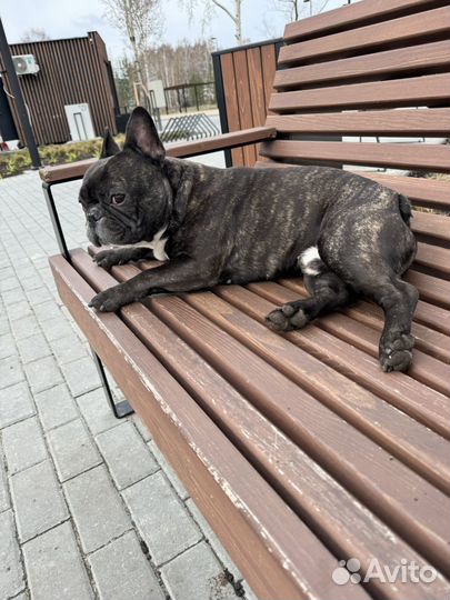 Французский бульдог кабель вязка