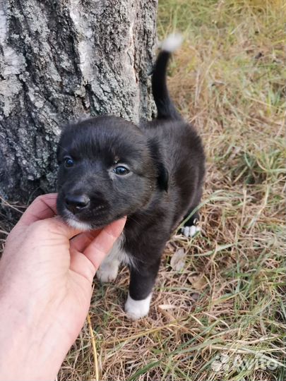 Маленькая собака в добрые руки бесплатно
