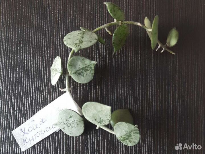 Хойи куртиси / Лакуноза / Ротундифлора