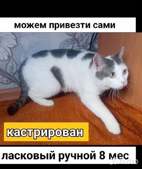 Котик 8 мес