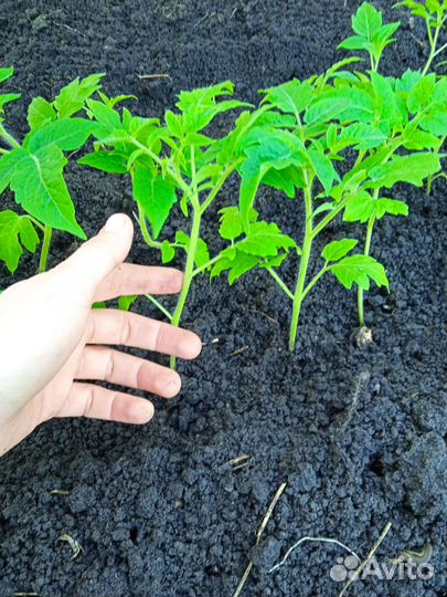 Рассада томатов