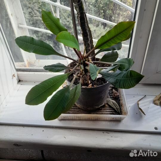 Цветок- Молочай беложильчатый