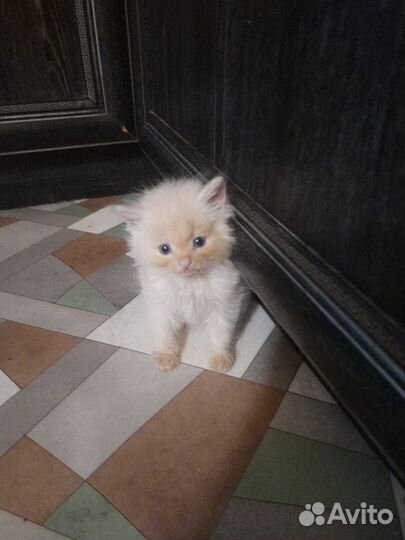 Персидская