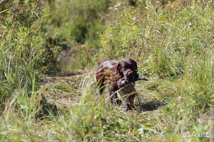 Дрессировка собак, зоогостиница