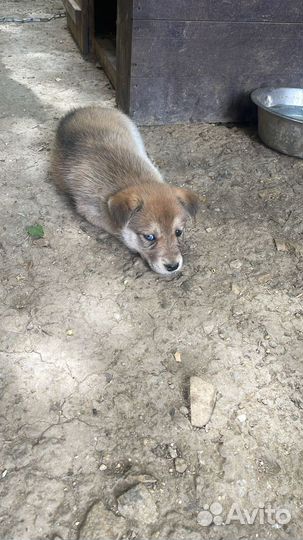 Щенки сибирской хаски