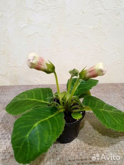 Глоксиния Тигровая